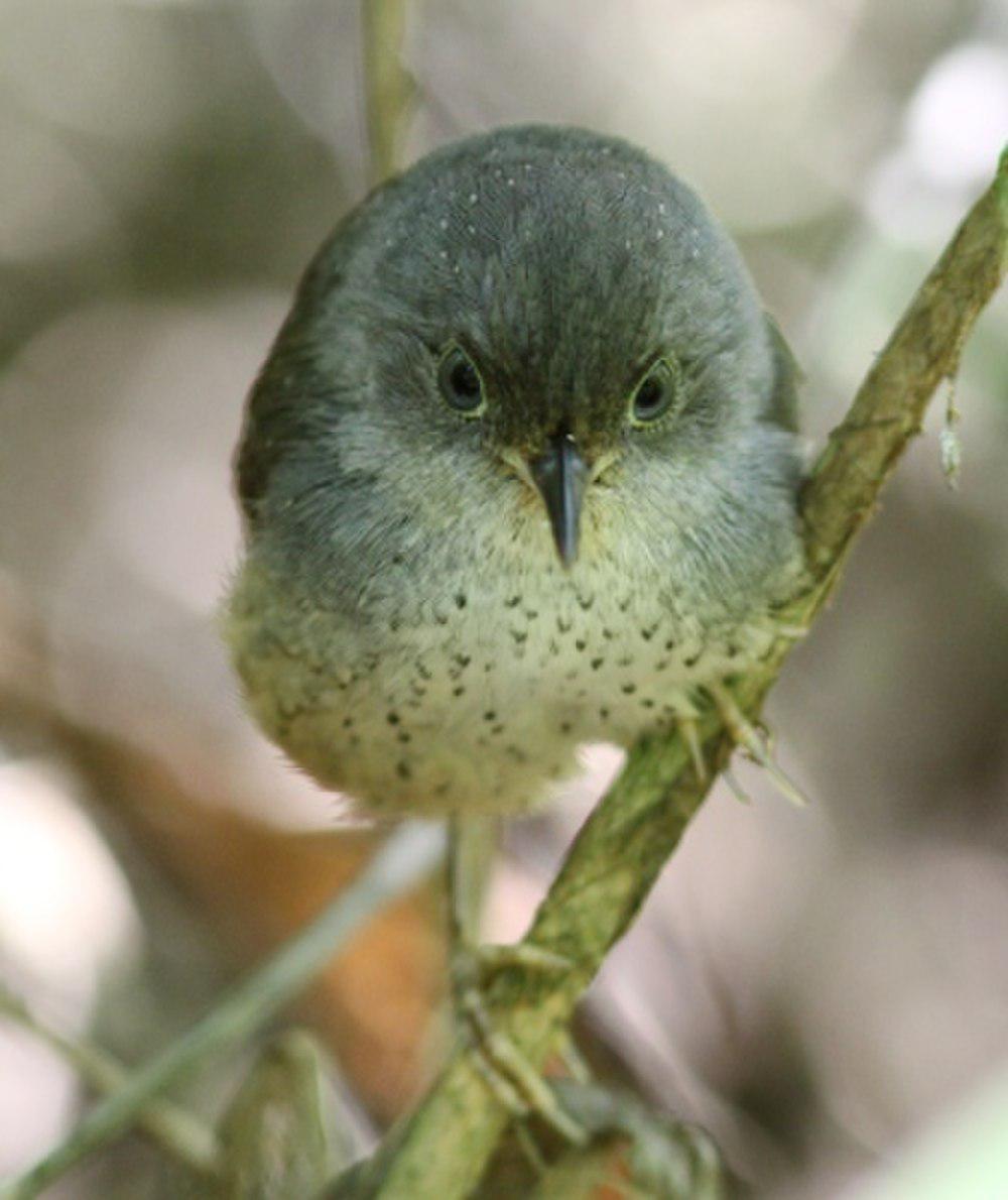 斑竹鹩 / Spotted Bamboowren / Psilorhamphus guttatus