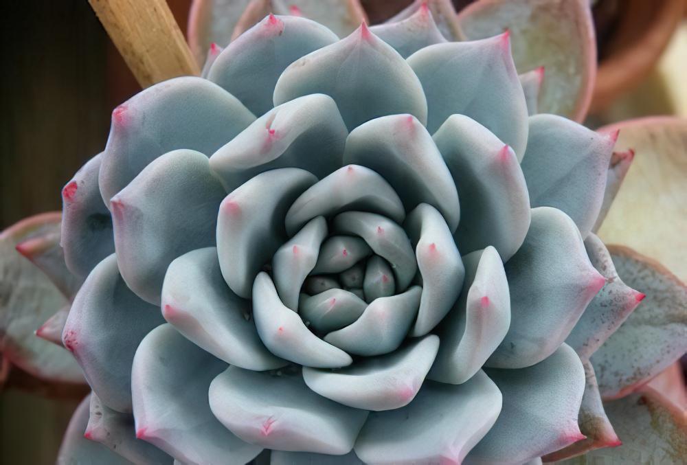 蓝鸟 Echeveria Blue brid