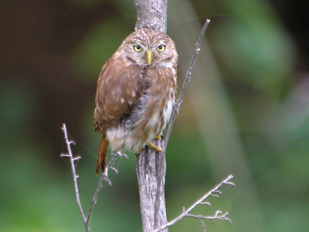 秘鲁鸺鹠 / Pacific Pygmy Owl / Glaucidium peruanum