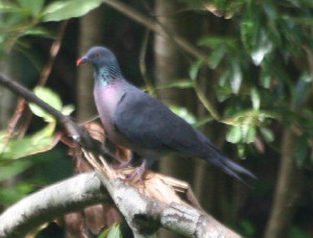 波氏鸽 / Bolle\'s Pigeon / Columba bollii