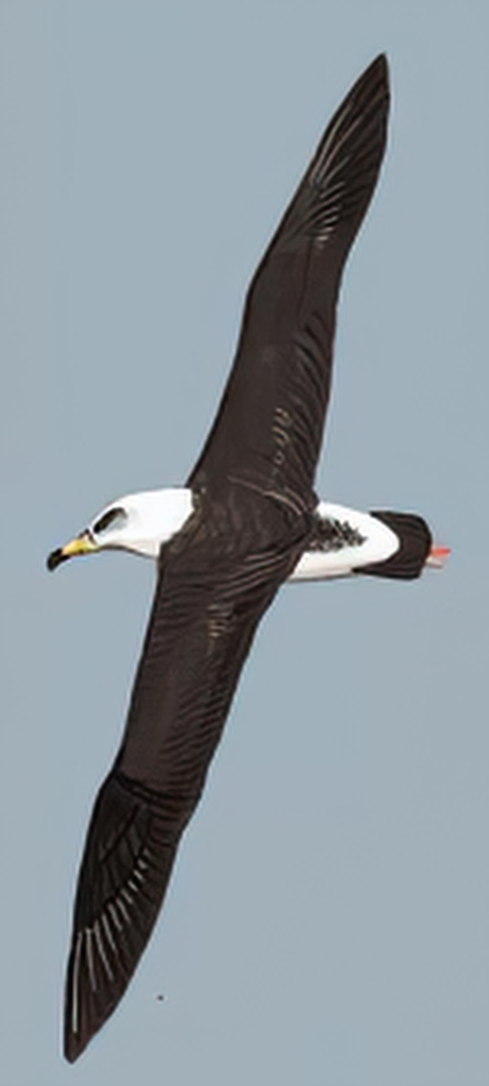 黑背信天翁 / Laysan Albatross / Phoebastria immutabilis