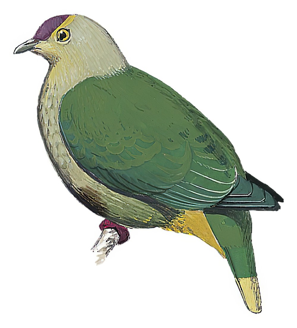 紫额果鸠 / Purple-capped Fruit Dove / Ptilinopus ponapensis