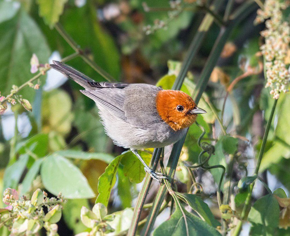 黄头灰背雀 / Fulvous-headed Tanager / Thlypopsis fulviceps