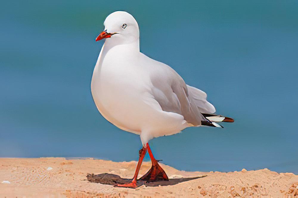 澳洲红嘴鸥 / Silver Gull / Chroicocephalus novaehollandiae