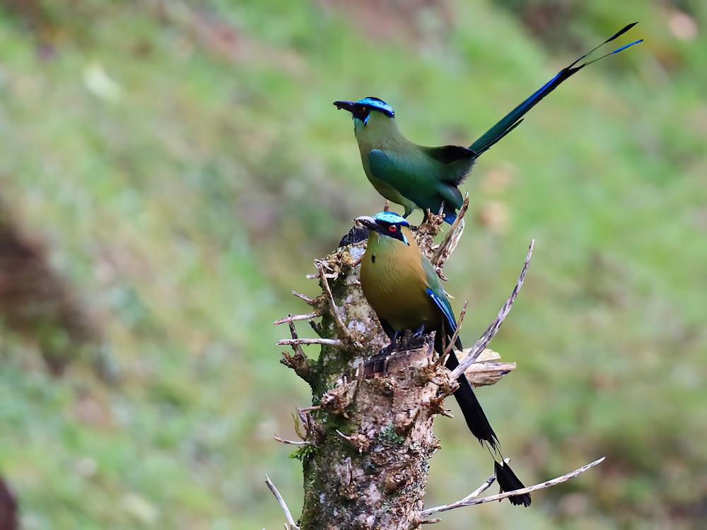 高原翠鴗 / Andean Motmot / Momotus aequatorialis