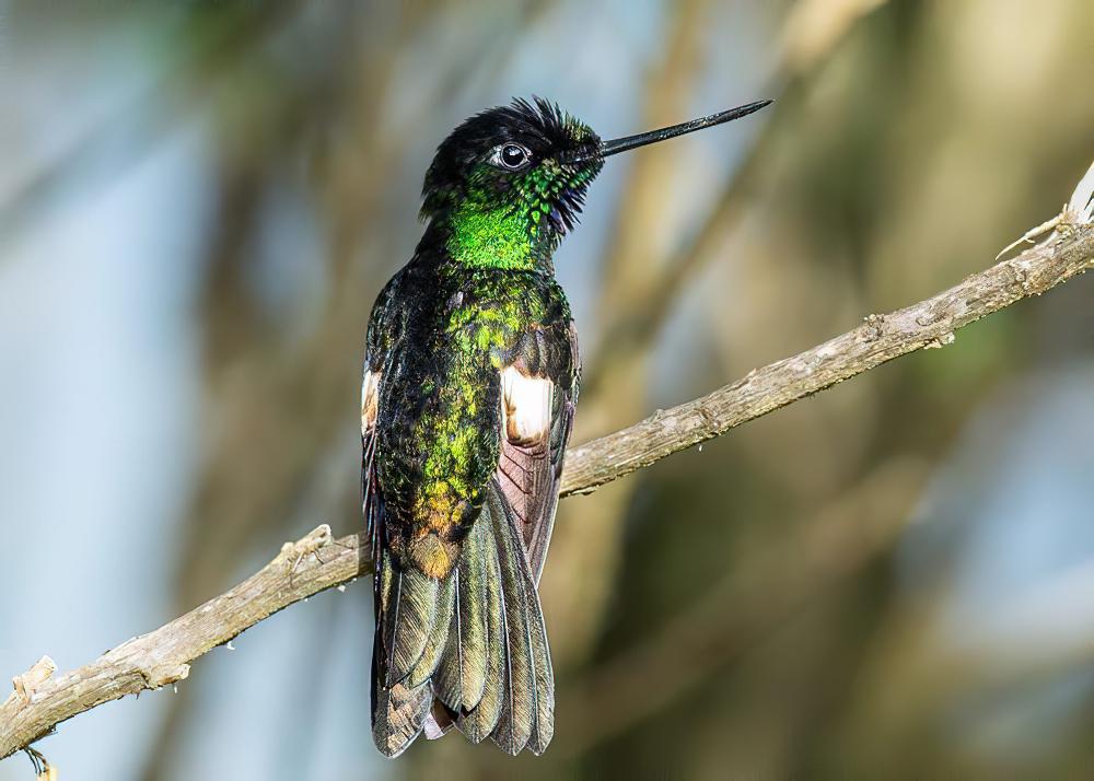 黄翅星额蜂鸟 / Buff-winged Starfrontlet / Coeligena lutetiae