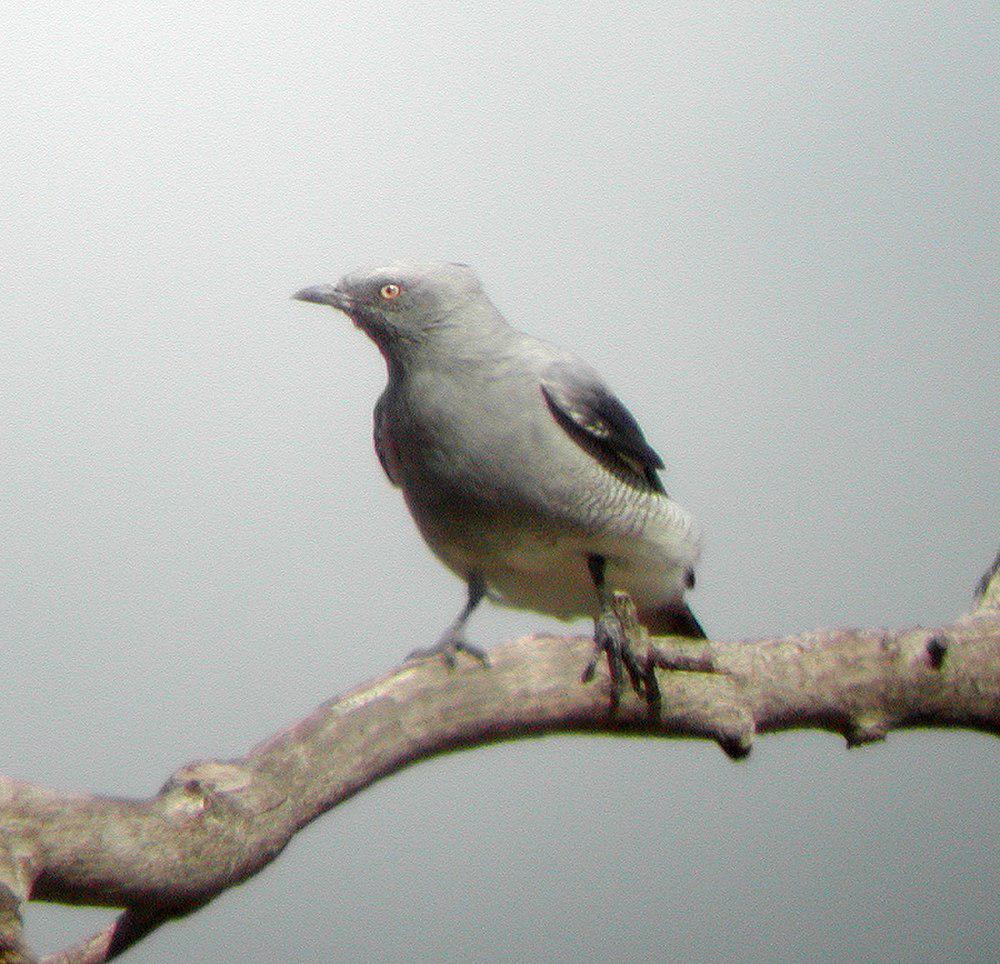 细嘴地鹃鵙 / Ground Cuckooshrike / Coracina maxima