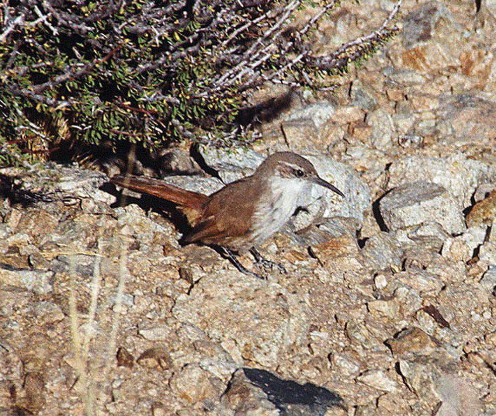 白喉爬地雀 / White-throated Earthcreeper / Upucerthia albigula