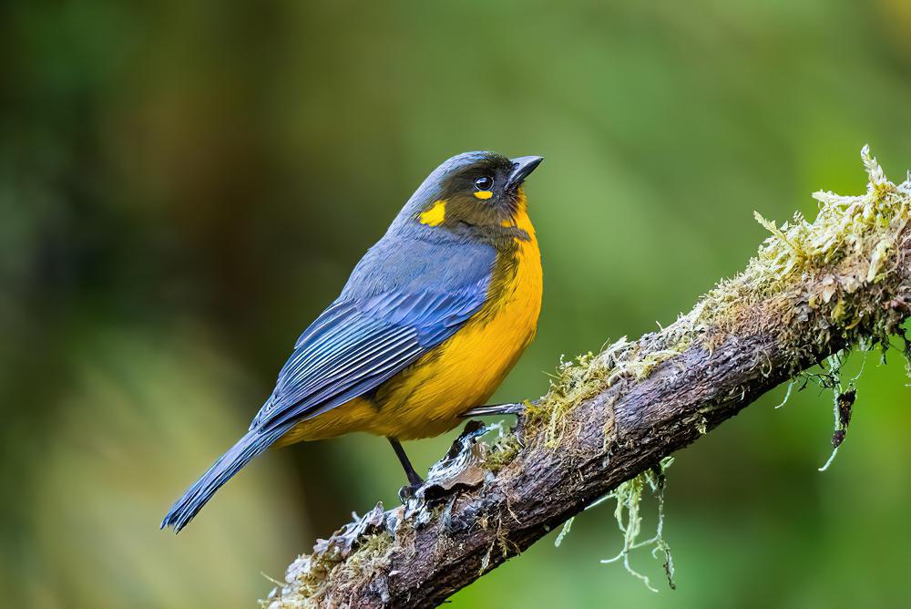 黄腹岭裸鼻雀 / Lacrimose Mountain Tanager / Anisognathus lacrymosus