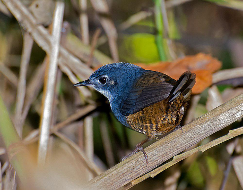 白胸窜鸟 / White-breasted Tapaculo / Eleoscytalopus indigoticus