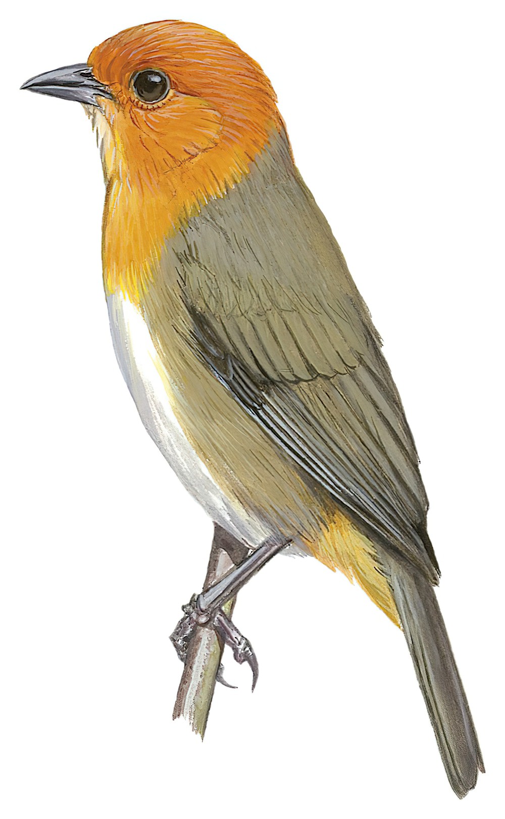 褐胁灰背雀 / Brown-flanked Tanager / Thlypopsis pectoralis