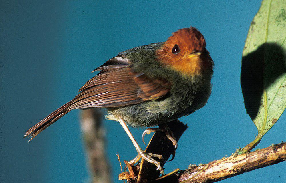 棕头侏霸鹟 / Rufous-headed Pygmy Tyrant / Pseudotriccus ruficeps