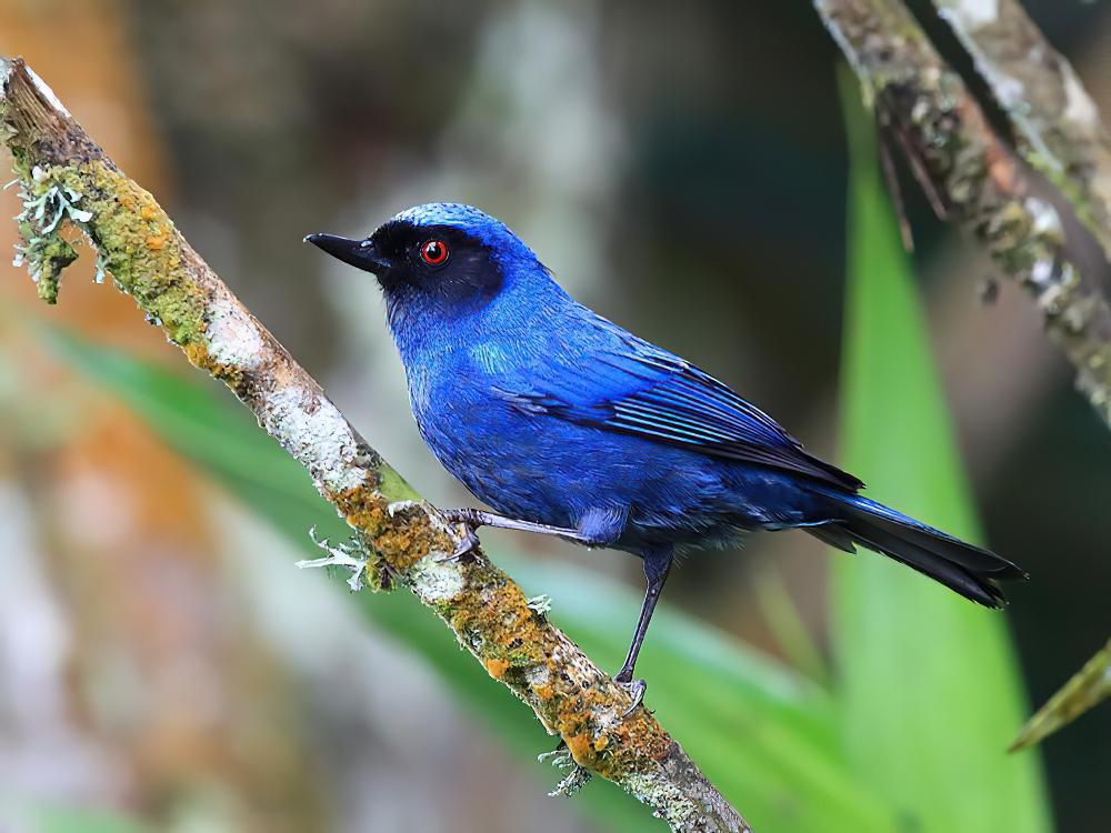 花脸刺花鸟 / Masked Flowerpiercer / Diglossa cyanea