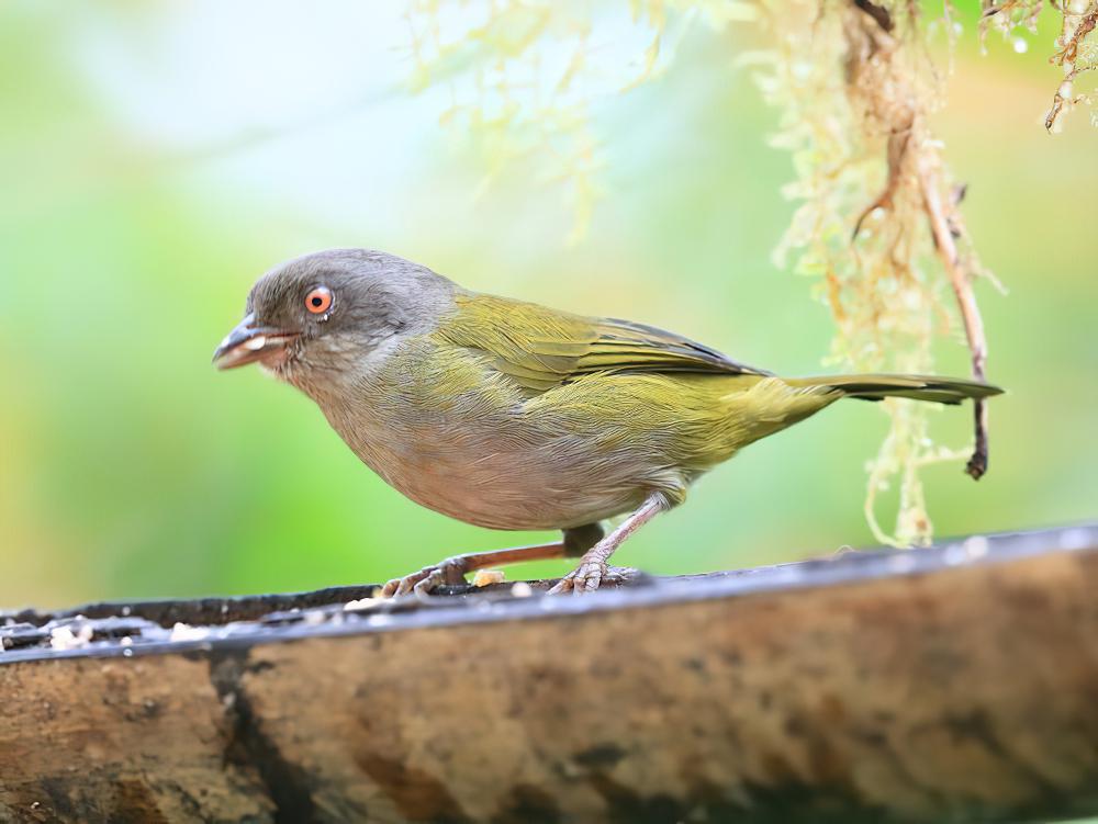 暗腹灌丛唐纳雀 / Dusky Bush Tanager / Chlorospingus semifuscus