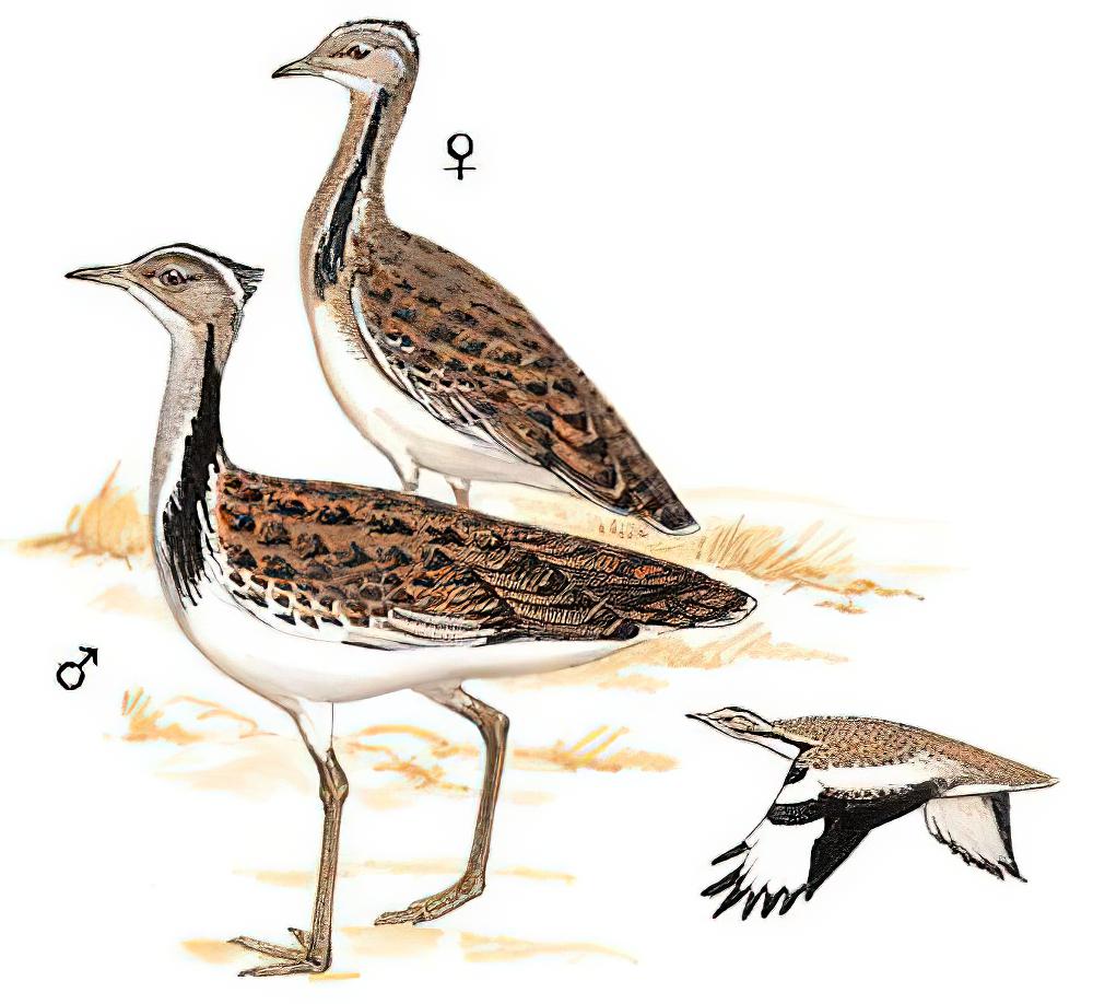 波斑鸨 / Macqueen\'s Bustard / Chlamydotis macqueenii