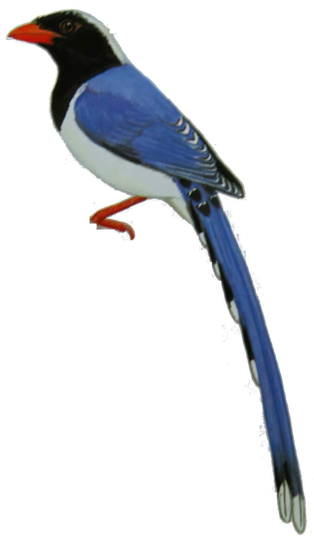 红嘴蓝鹊 / Red-billed Blue Magpie / Urocissa erythroryncha