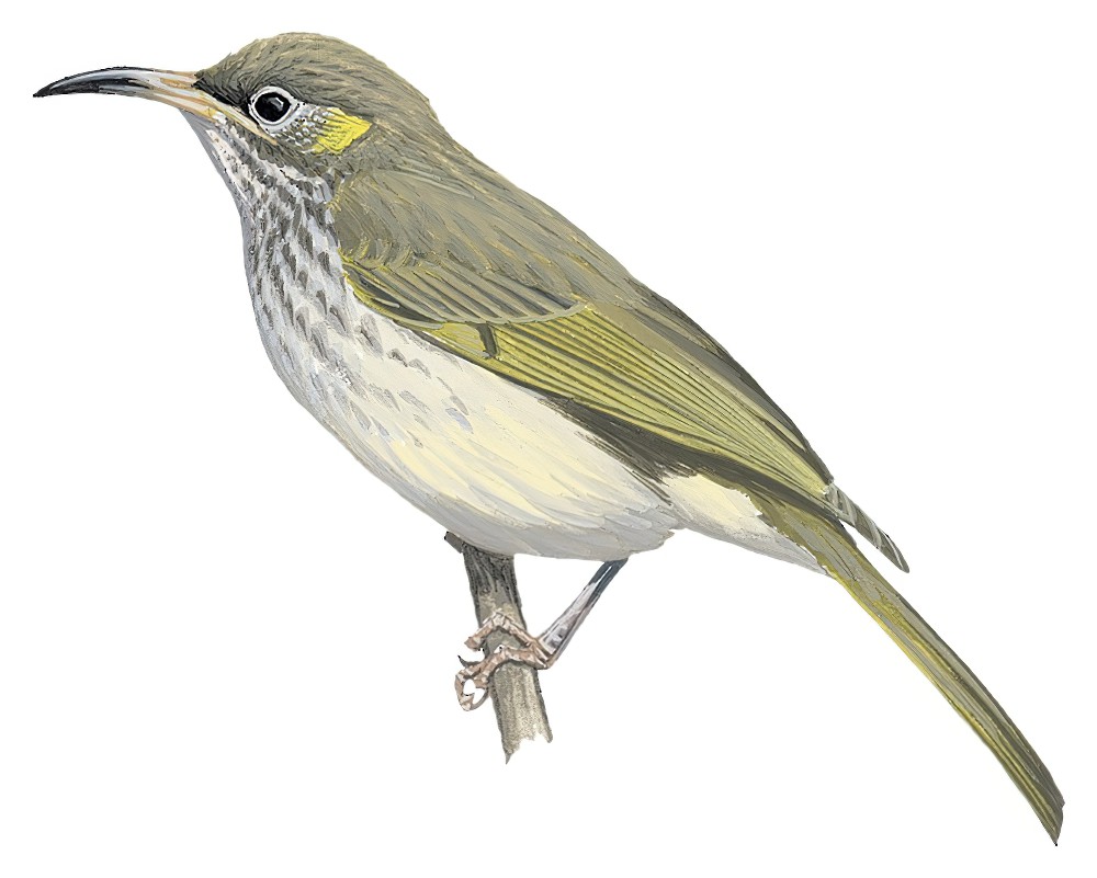 塞兰岩吸蜜鸟 / Seram Honeyeater / Lichmera monticola