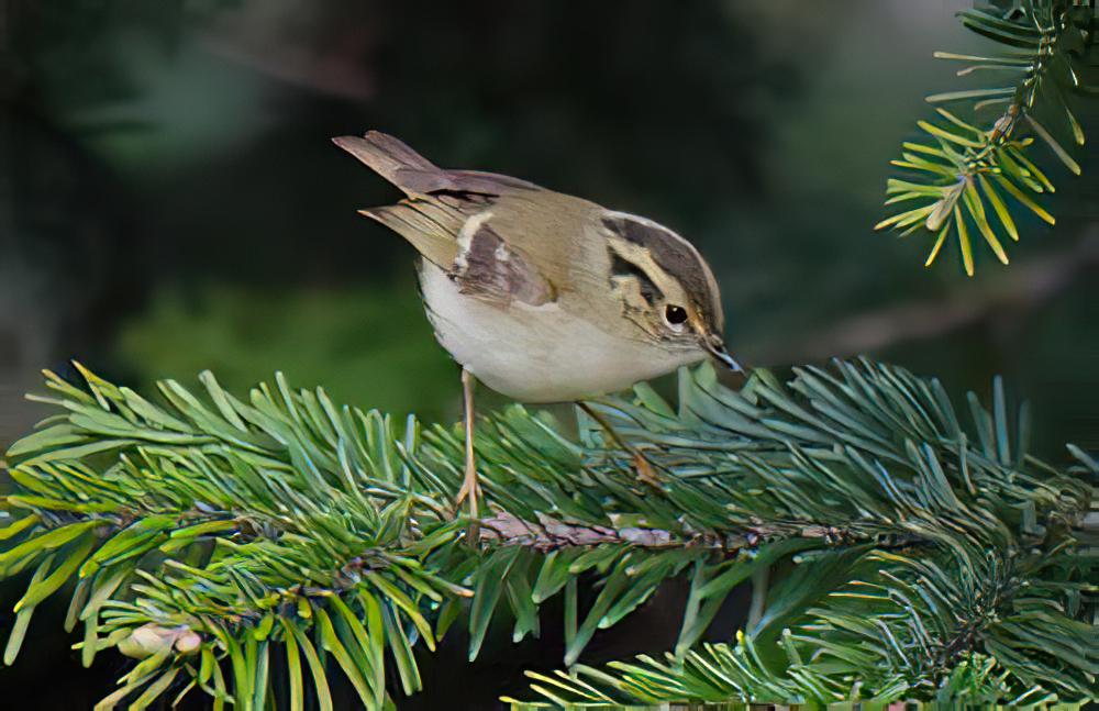 四川柳莺 / Sichuan Leaf Warbler / Phylloscopus forresti