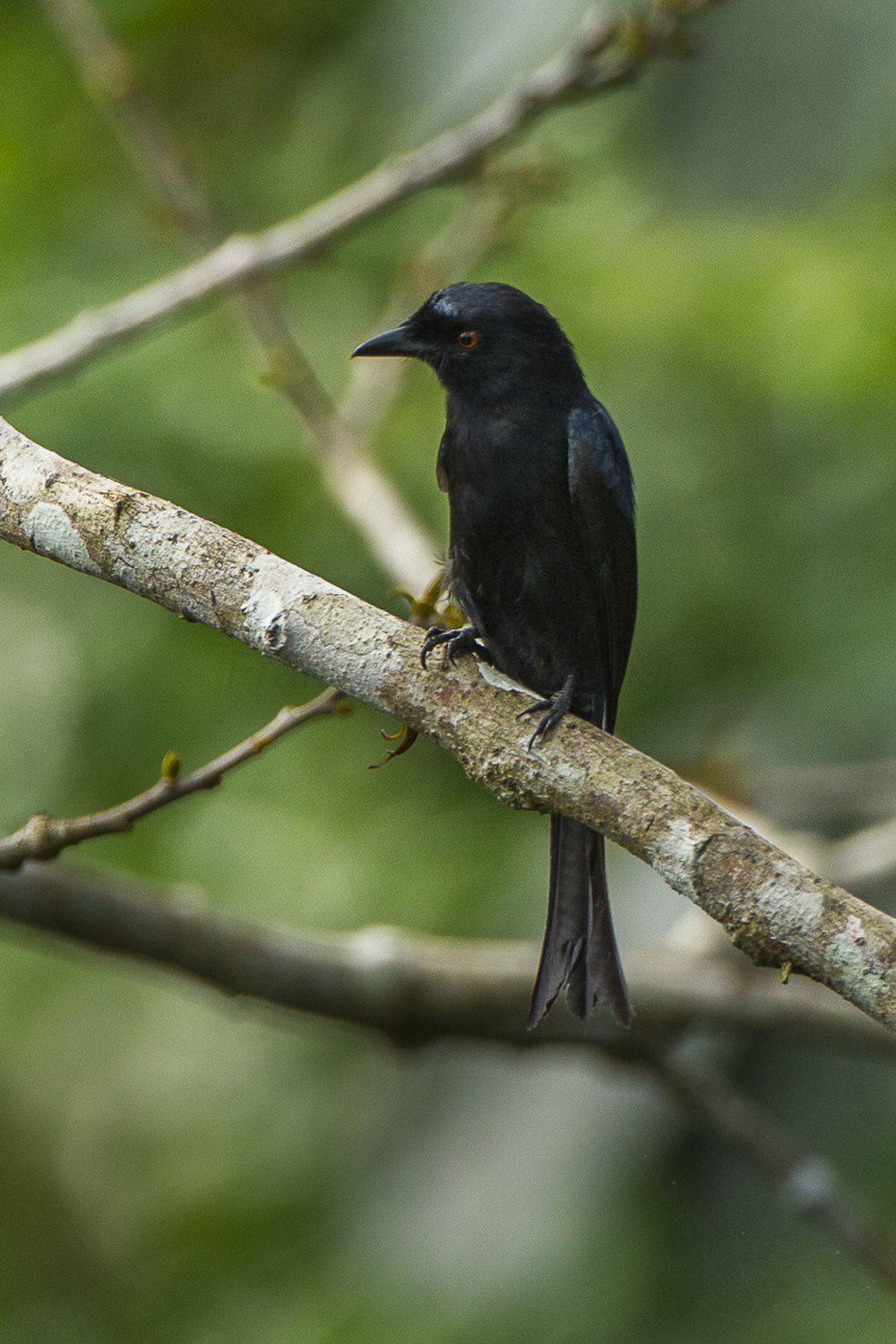 绒背卷尾 / Velvet-mantled Drongo / Dicrurus modestus