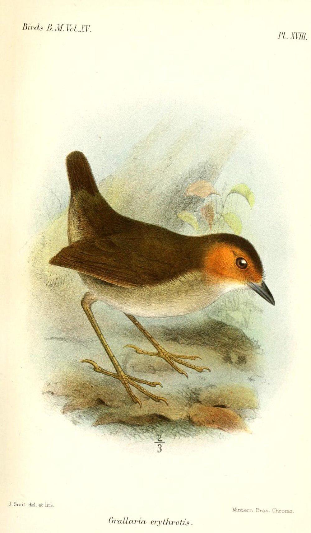 棕脸蚁鸫 / Rufous-faced Antpitta / Grallaria erythrotis