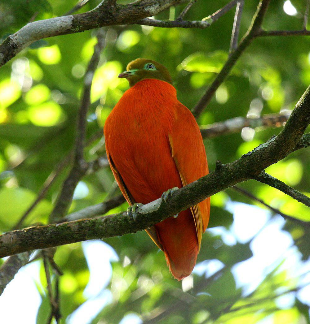 橙色果鸠 / Orange Fruit Dove / Ptilinopus victor