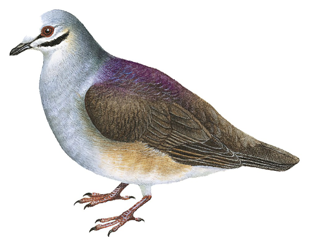 卡氏鹑鸠 / Tuxtla Quail-Dove / Zentrygon carrikeri