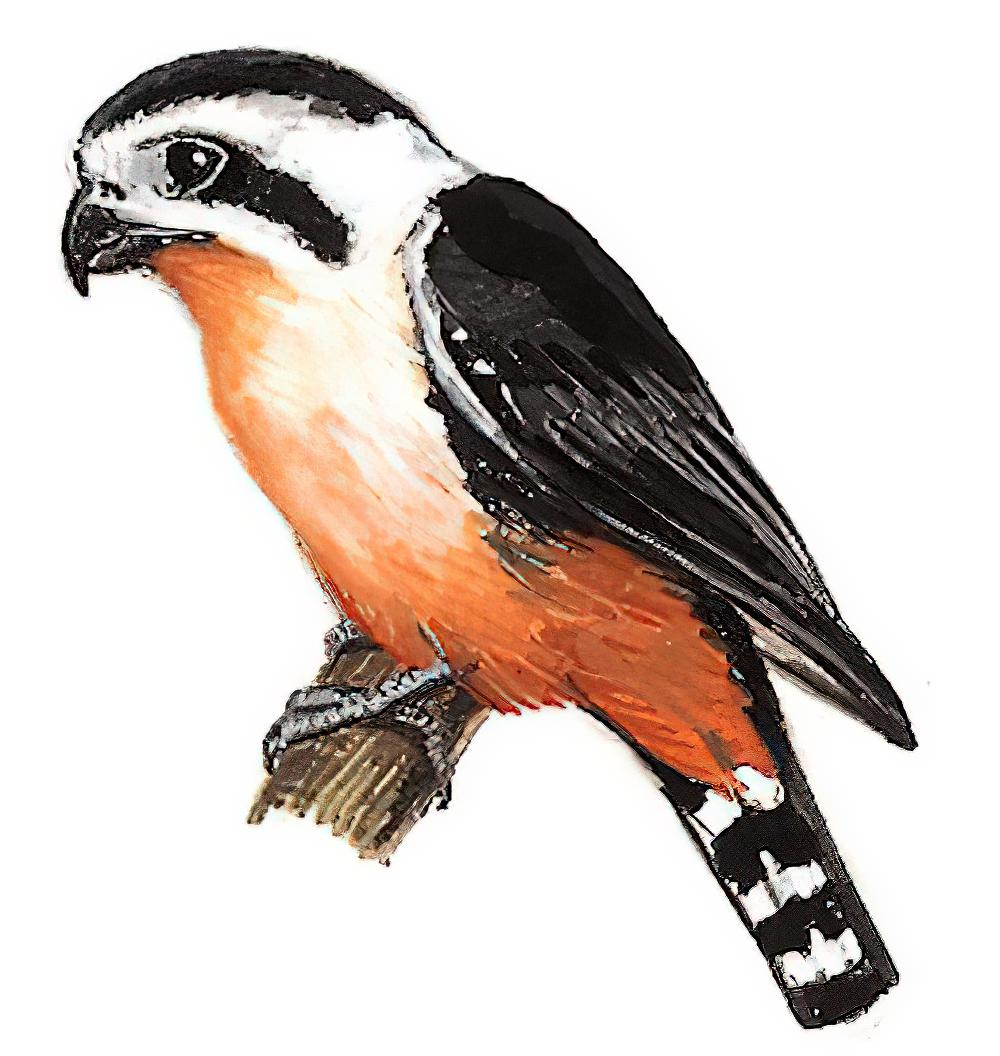 红腿小隼 / Collared Falconet / Microhierax caerulescens