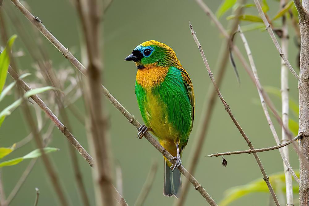 铜胸唐加拉雀 / Brassy-breasted Tanager / Tangara desmaresti