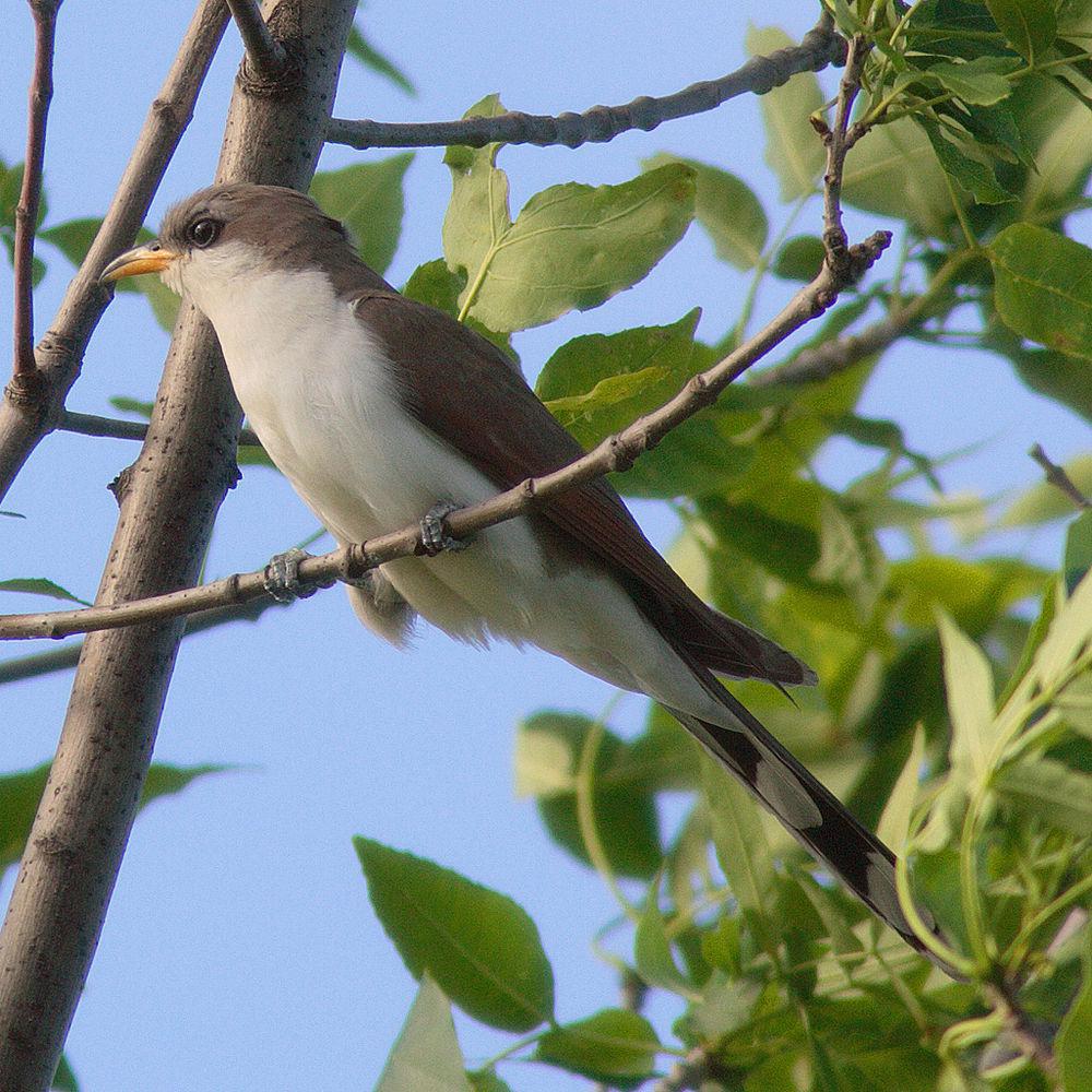 黄嘴美洲鹃 / Yellow-billed Cuckoo / Coccyzus americanus