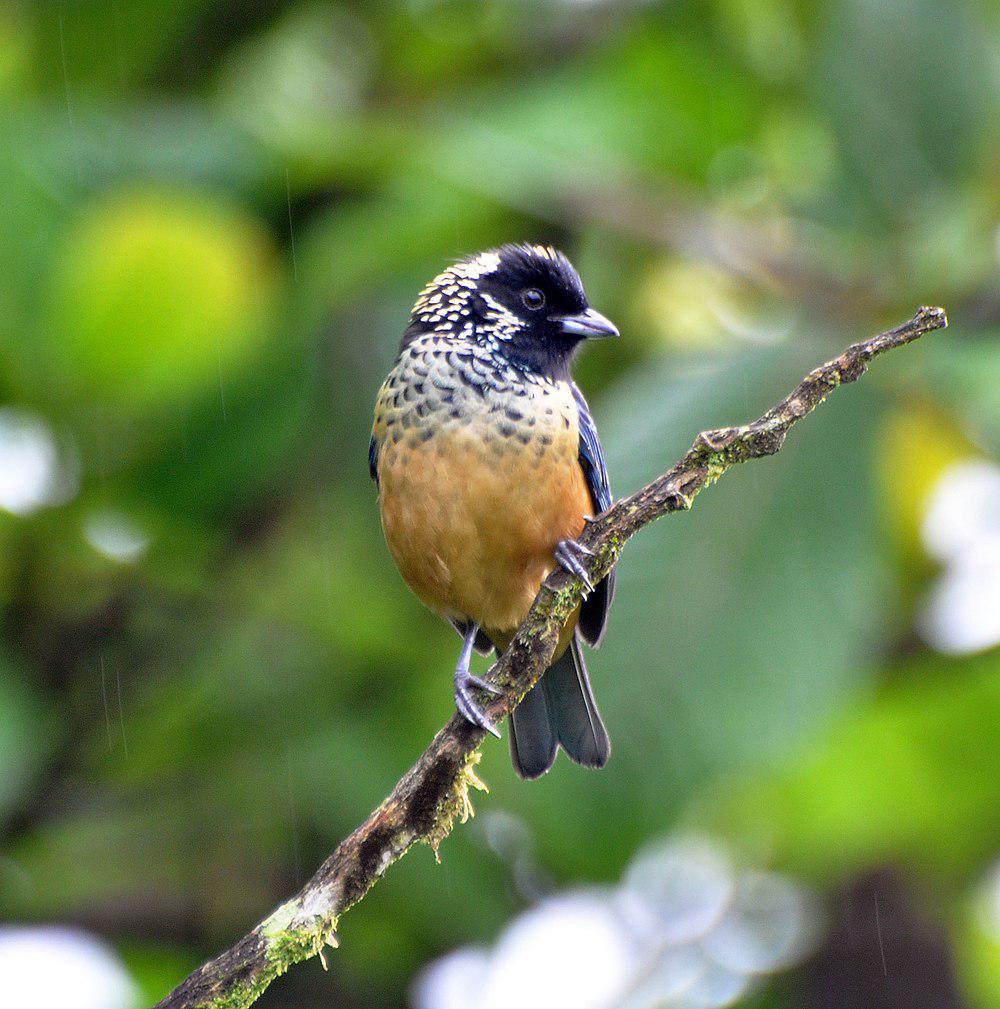 斑颊唐加拉雀 / Spangle-cheeked Tanager / Tangara dowii