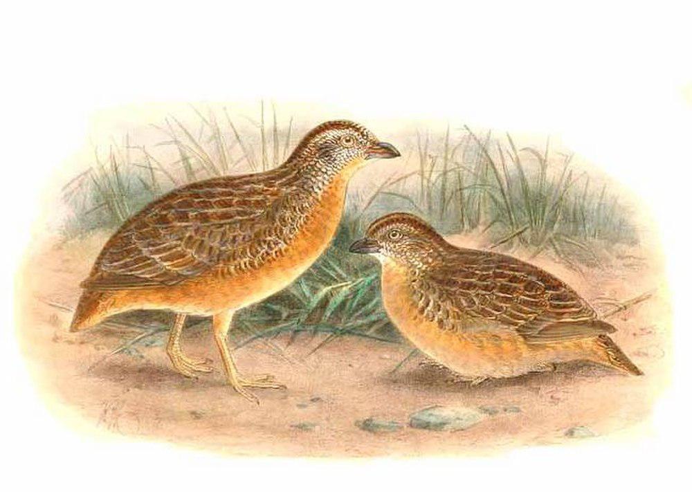 红胸三趾鹑 / Red-chested Buttonquail / Turnix pyrrhothorax