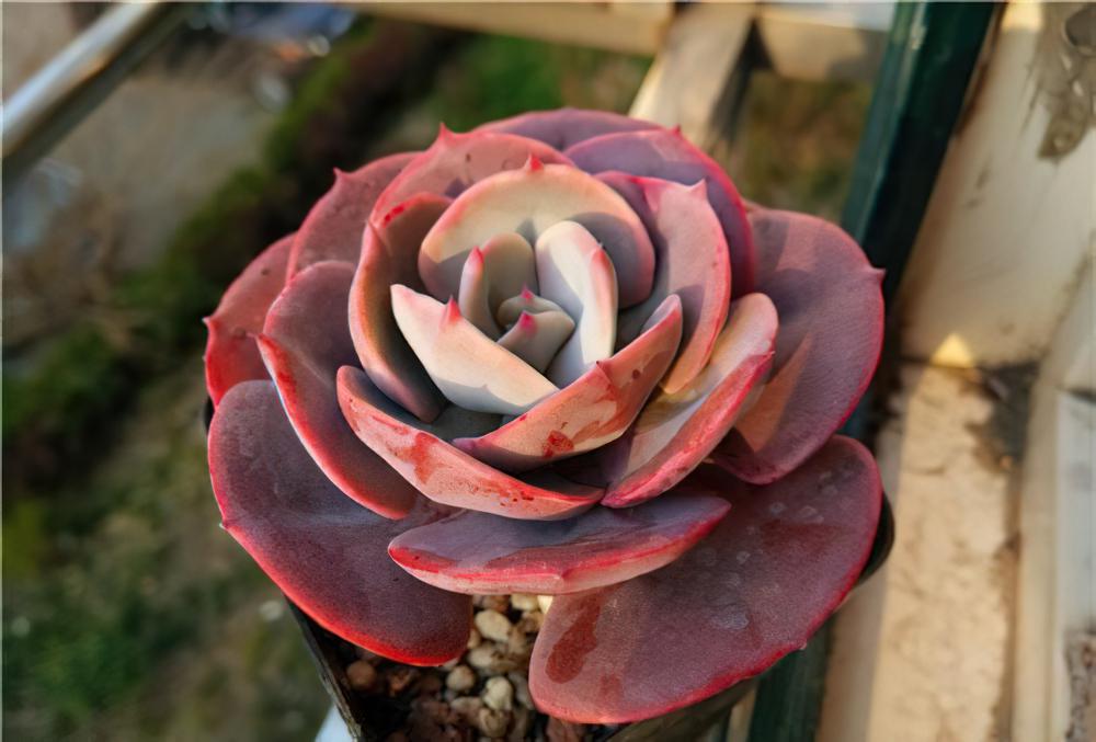 红粉台阁 Echeveria runyonii cv