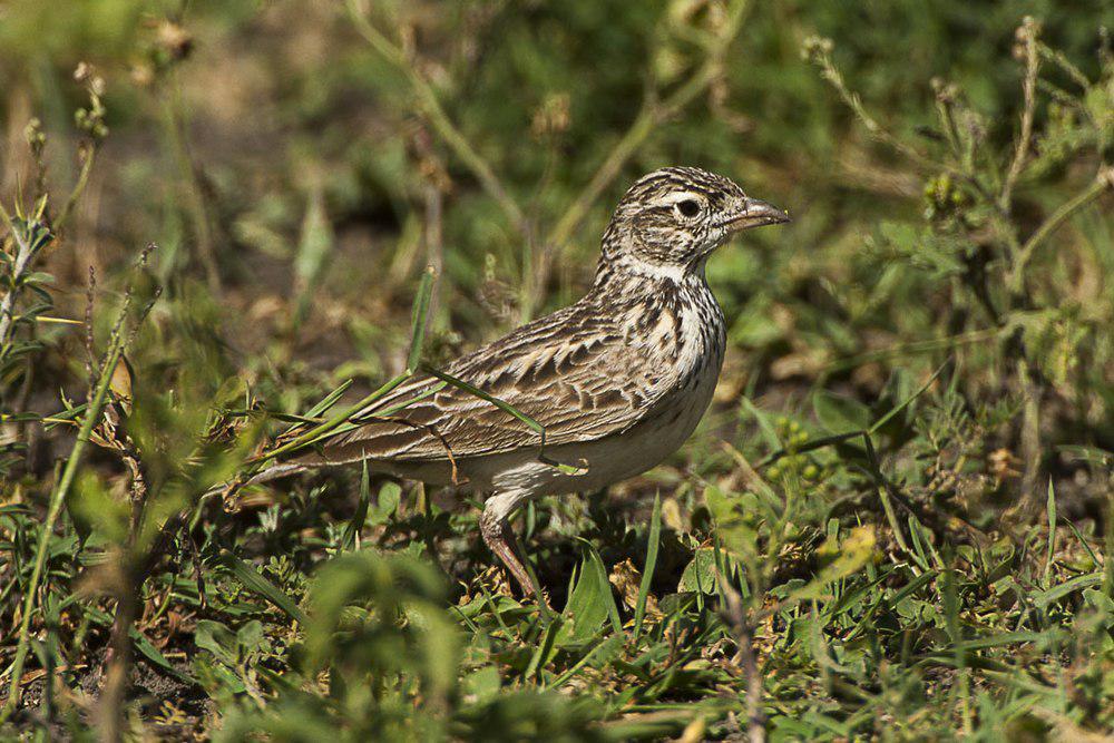 北非歌百灵 / Singing Bush Lark / Mirafra cantillans