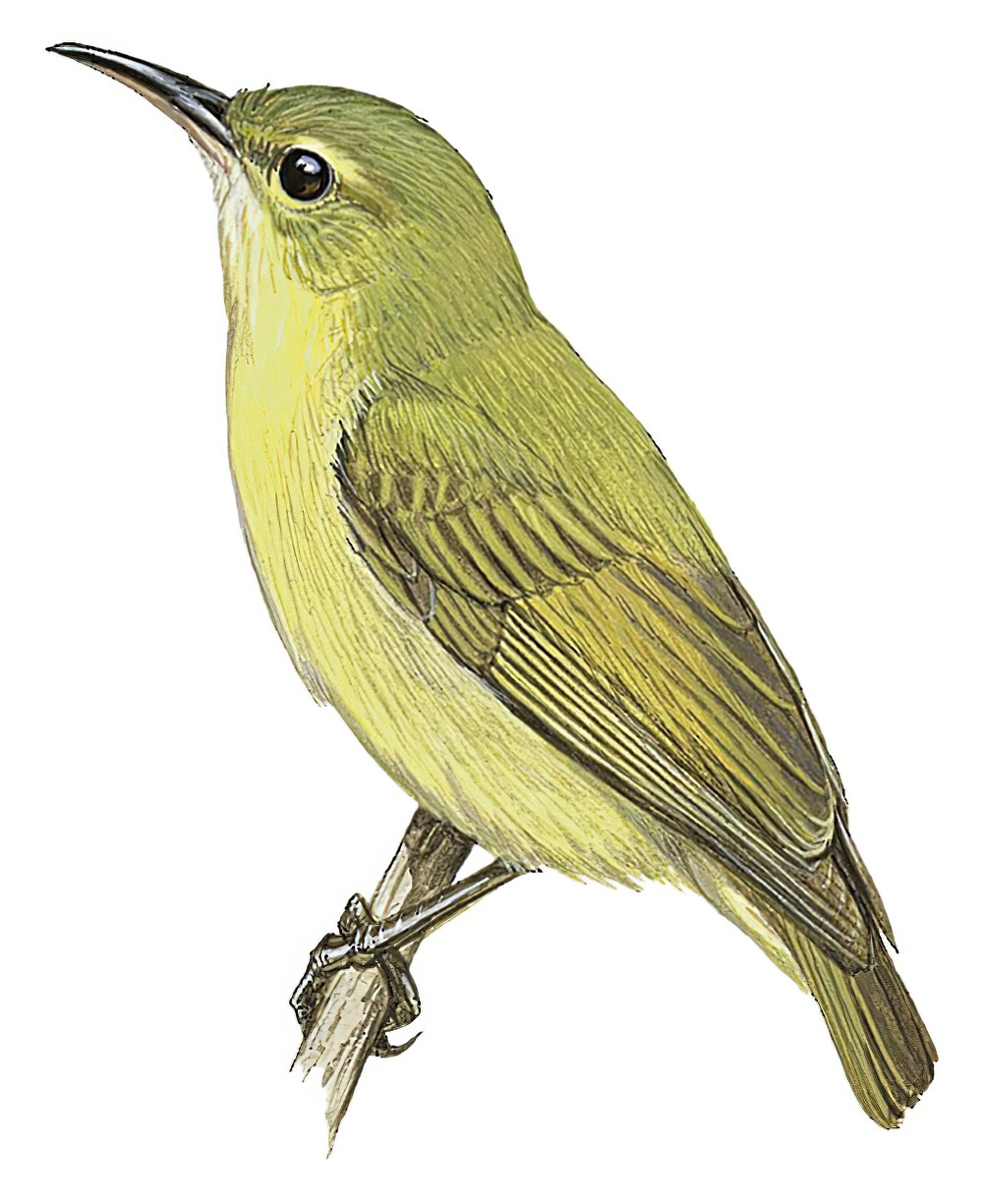 小绿食蜜鸟 / Little Green Sunbird / Anthreptes seimundi