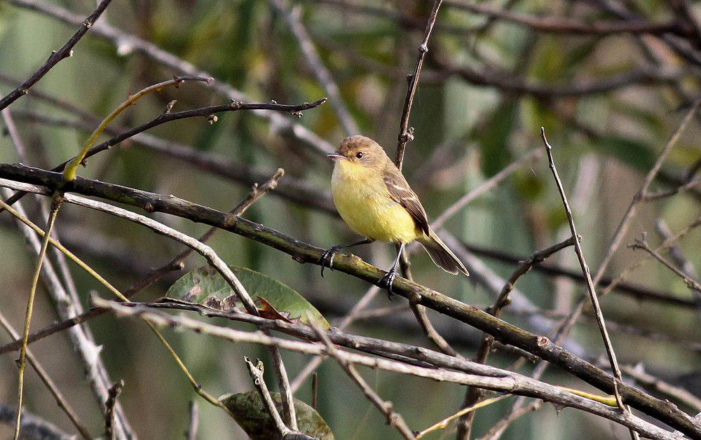 拟莺多拉霸鹟 / Warbling Doradito / Pseudocolopteryx flaviventris