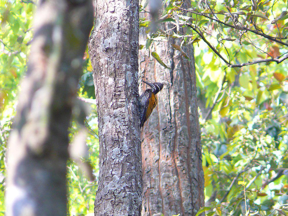 棕斑金背啄木鸟 / Buff-spotted Flameback / Chrysocolaptes lucidus