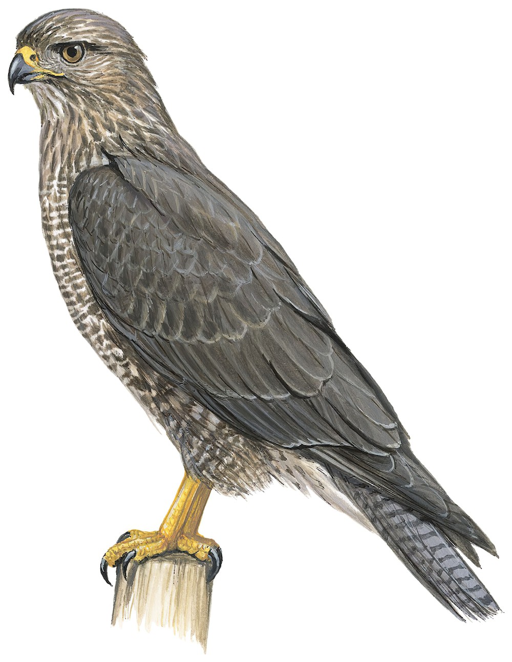 索岛鵟 / Socotra Buzzard / Buteo socotraensis