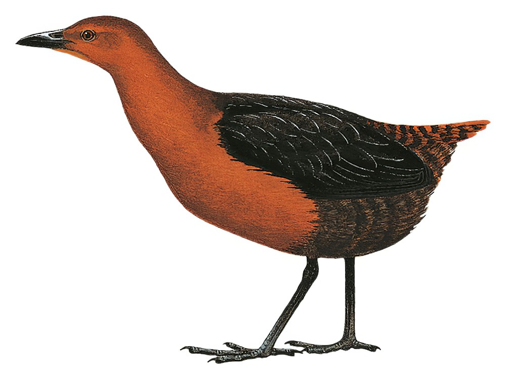 白纹栗秧鸡 / White-striped Forest Rail / Rallicula leucospila