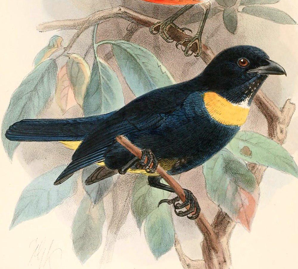 金胸唐纳雀 / Golden-chested Tanager / Bangsia rothschildi