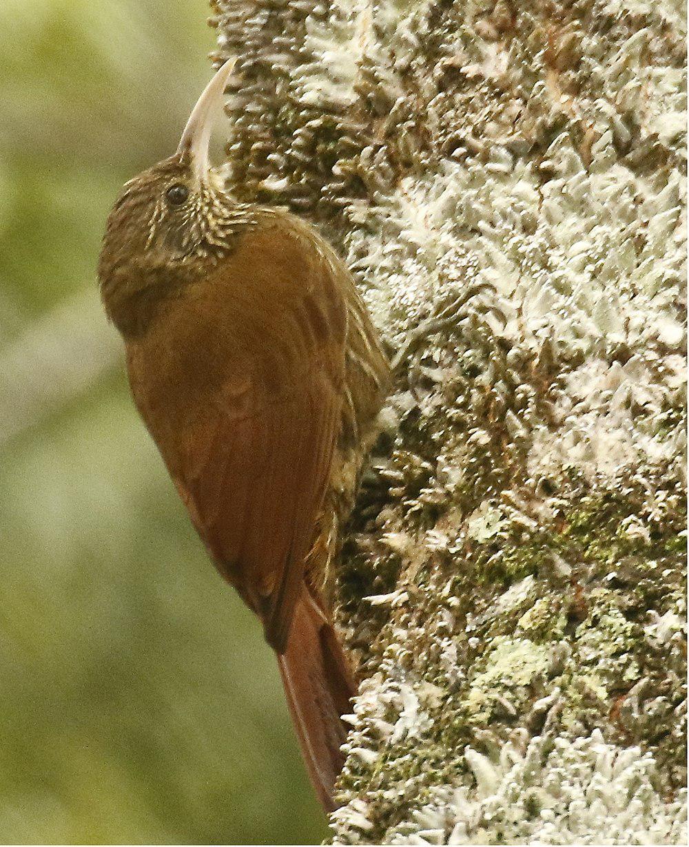 杜伊达䴕雀 / Duida Woodcreeper / Lepidocolaptes duidae