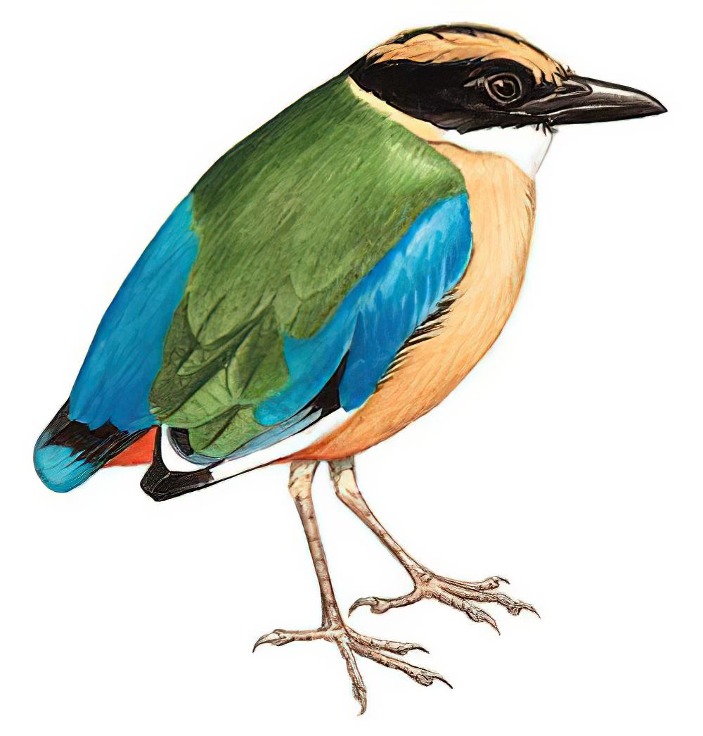 蓝翅八色鸫 / Blue-winged Pitta / Pitta moluccensis