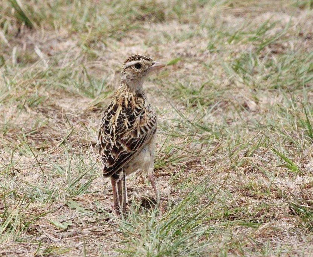 拉氏歌百灵 / Rudd\'s Lark / Heteromirafra ruddi