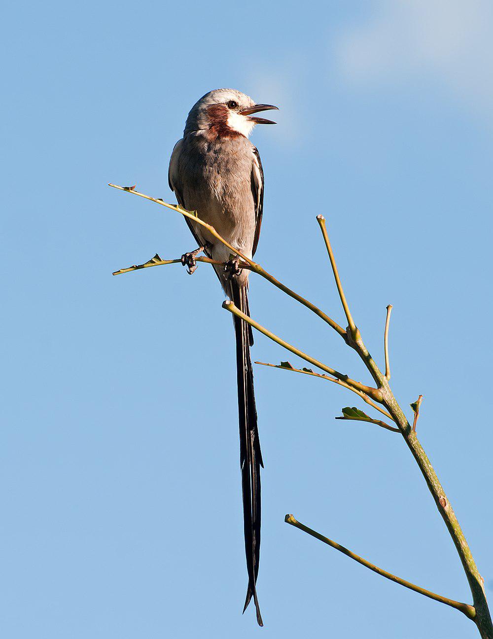 飘带尾霸鹟 / Streamer-tailed Tyrant / Gubernetes yetapa