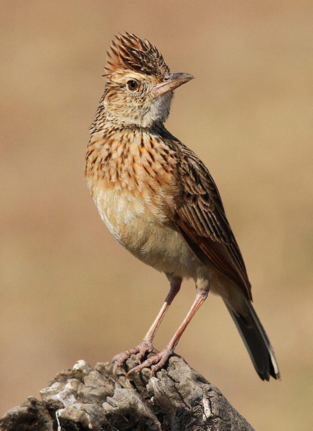 棕颈歌百灵 / Rufous-naped Lark / Mirafra africana