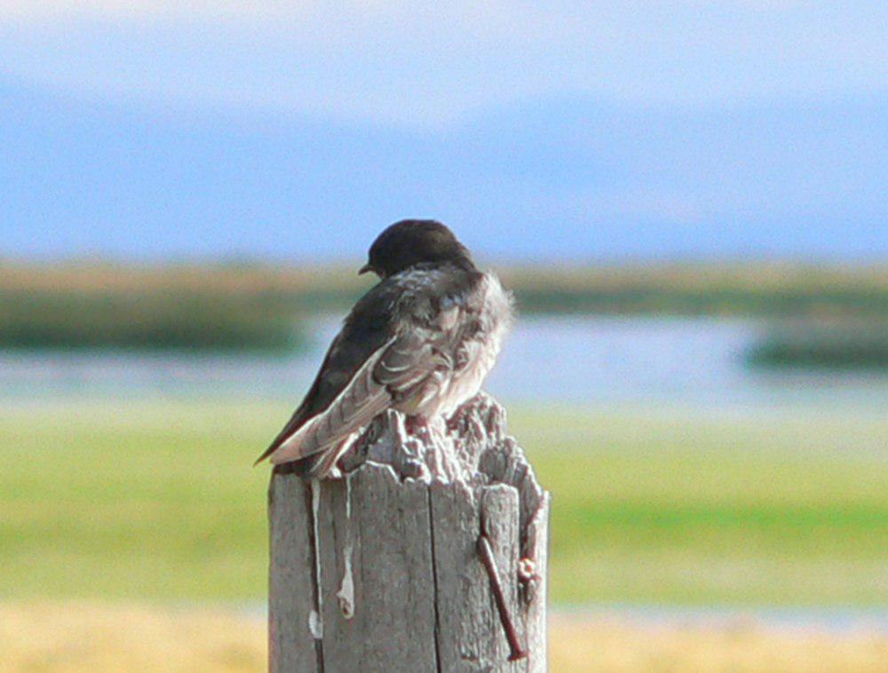 安第斯燕 / Andean Swallow / Haplochelidon andecola