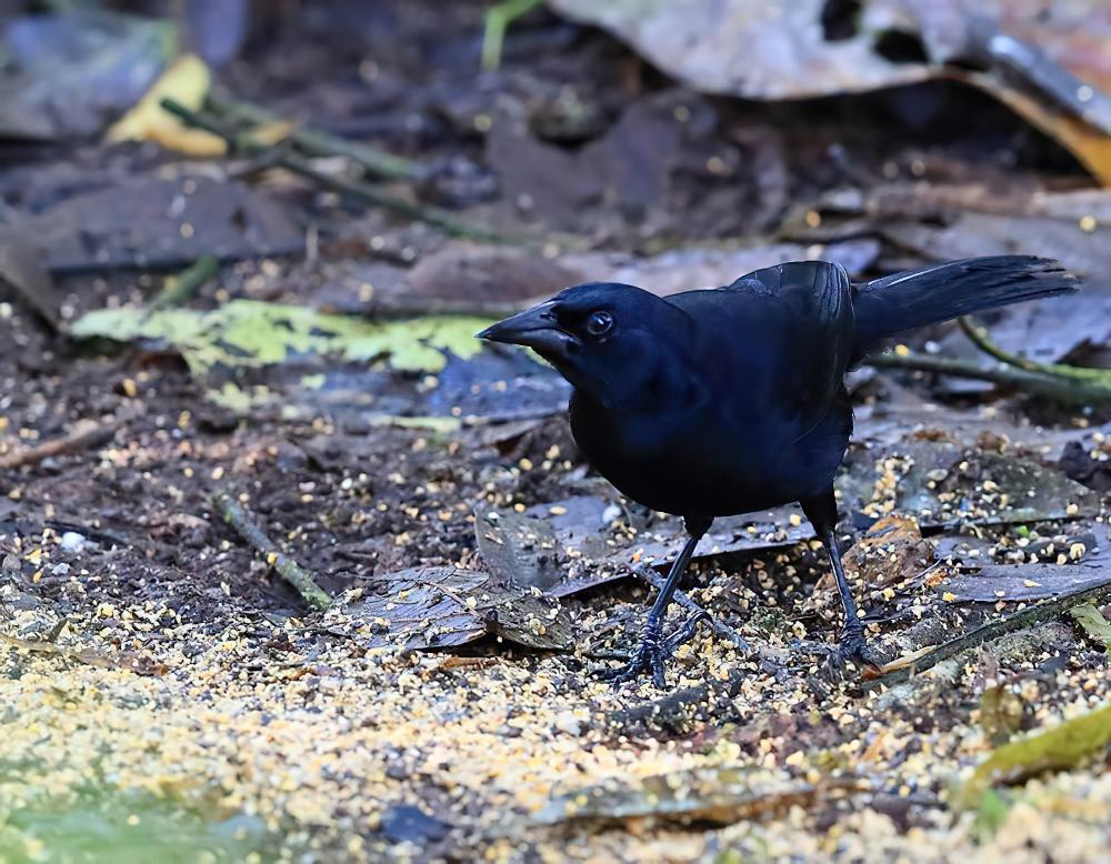 丛拟鹂 / Scrub Blackbird / Dives warczewiczi