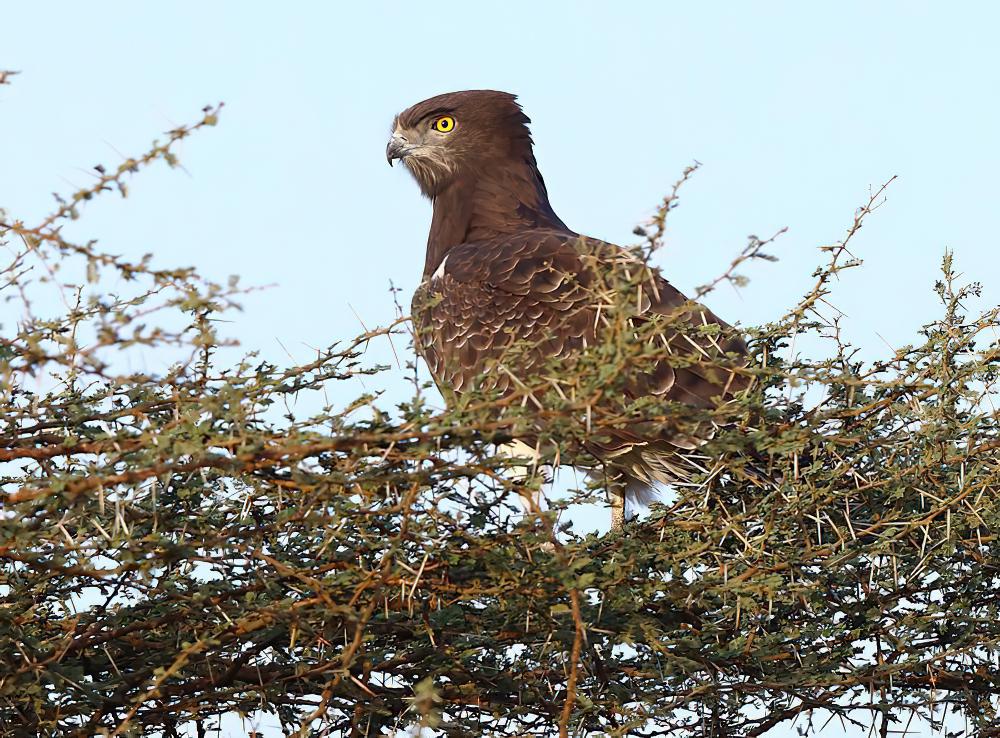 黑胸短趾雕 / Black-chested Snake Eagle / Circaetus pectoralis