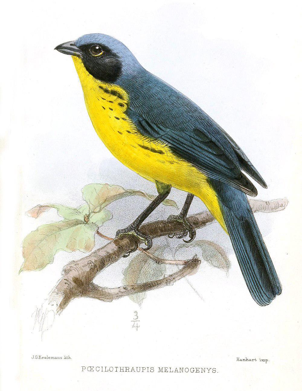 黑颊岭裸鼻雀 / Santa Marta Mountain Tanager / Anisognathus melanogenys