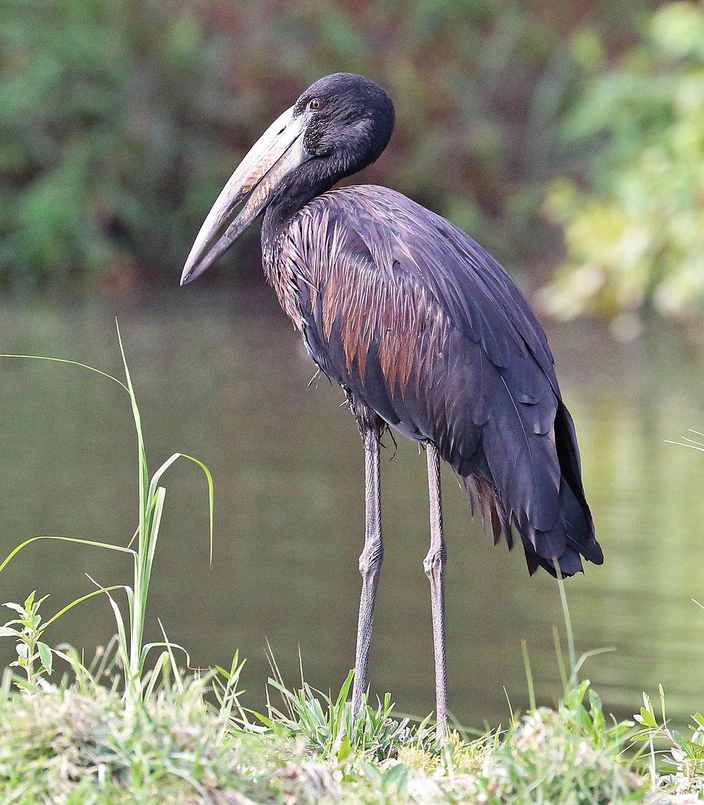 非洲钳嘴鹳 / African Openbill / Anastomus lamelligerus