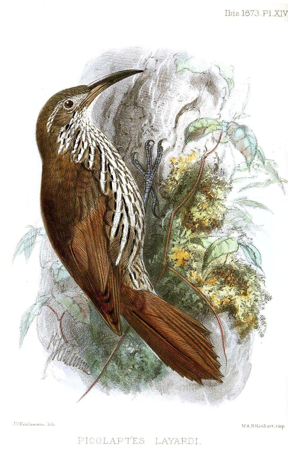 线纹䴕雀 / Guianan Woodcreeper / Lepidocolaptes albolineatus